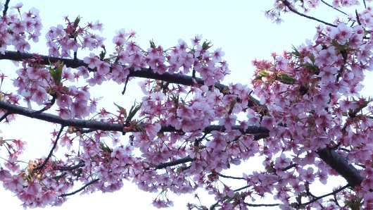 ���������u�����ō炢�����v